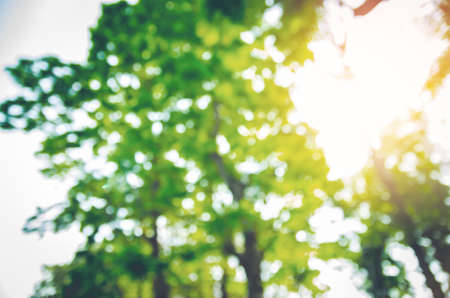 Nature green bokeh from tree backgroundの写真素材