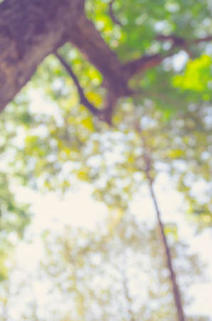 Nature green bokeh from tree backgroundの写真素材