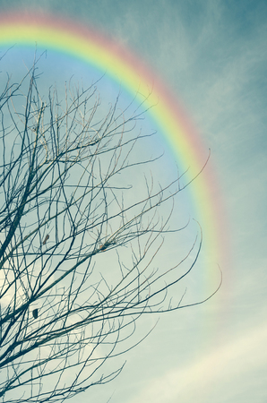 dry bunch over blue sky with rainbow and cloudの写真素材