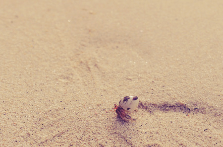hermit crab on sand beach