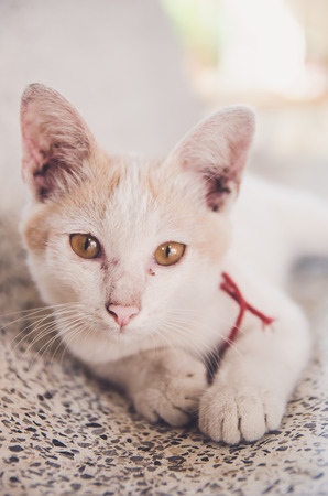 cat baby paw play house pet kitty cat food meow kitty looking whisker faithfulの写真素材