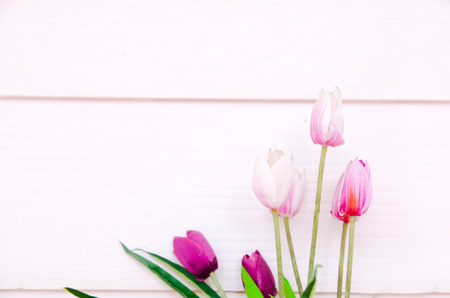 Purple tulips over blue background (spring, flower, day)の写真素材