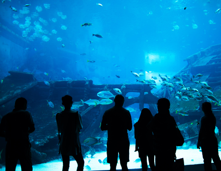 people observing fish in aquarium  , Ocean fish in tank の写真素材