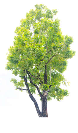 fresh big green tree on white background の写真素材