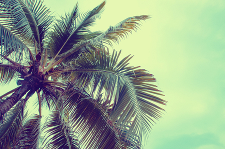 Plam tree on the white background (palm, tree, coconut)の写真素材