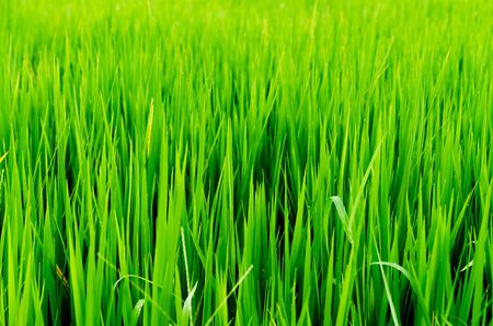 Close up of fresh thick grass with water drops in the early morningの写真素材