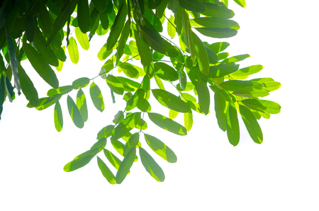 Close up green galangal leaves abstract backgroundの写真素材