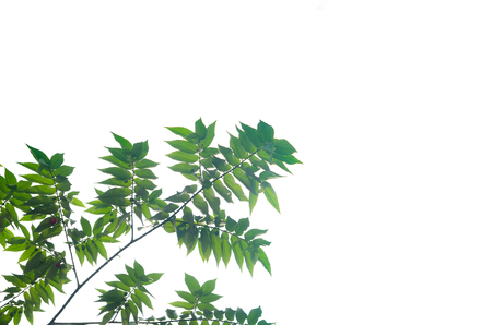Close up green galangal leaves abstract backgroundの写真素材