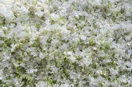 Beautiful Vintage flower background - vintage filter effectの写真素材