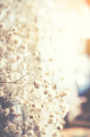 Beautiful Vintage flower background - vintage filter effectの写真素材