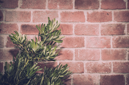 Green leaf texture. Leaf texture background on brick wallの写真素材