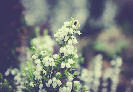Fragile Tiny Erica Flowers in Spring vintage flower and retro styledの写真素材