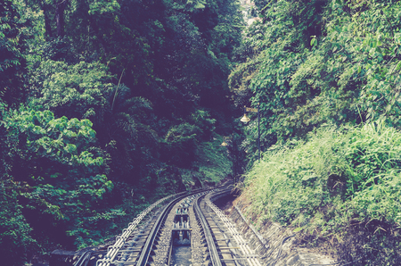 Train railway in forrestの写真素材