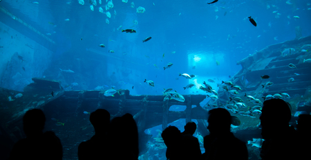 people observing fish in aquarium  , Ocean fish in tankの写真素材