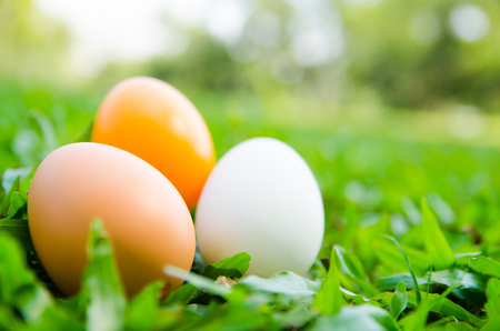 Easter eggs on green grass. Spring holidays conceptの写真素材