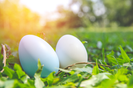 Easter eggs in grass against blurred green background. Spring holidays conceptの写真素材