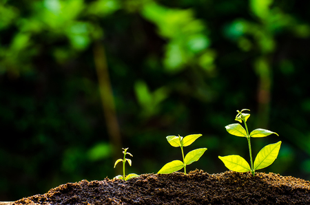 trees growing on fertile soil in germination sequence / growing plants / plant growthの写真素材