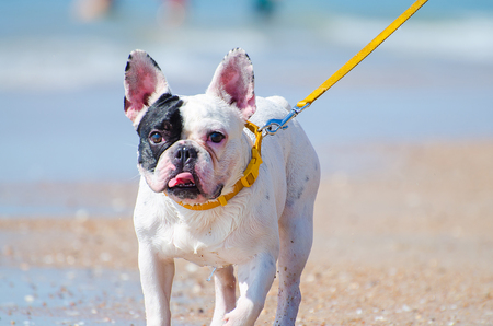 Dog French Bulldogの写真素材