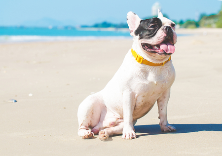 french bulldog stand on the sand beachの写真素材