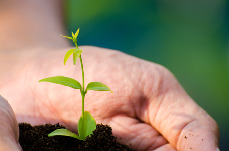 Male hands holding soil and plant, closeupの写真素材