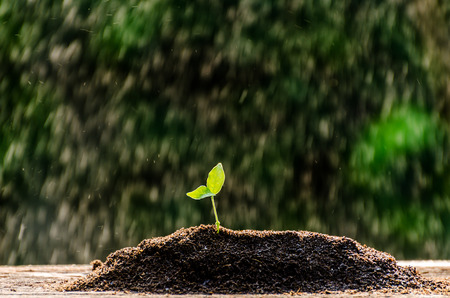 The seedling are growing from the rich soil to the morning sunlight that is shining, ecology concept.の写真素材