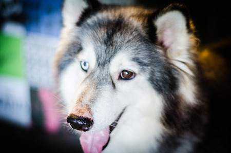 close up of  siberian husky  on floorの写真素材