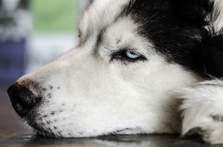 close up of  siberian husky  on floorの写真素材