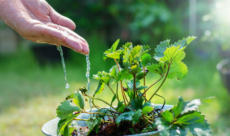 Hands of farmer growing and nurturing tree growing on fertile soil with green and yellow bokeh background / nurturing baby plant / protect natureの写真素材