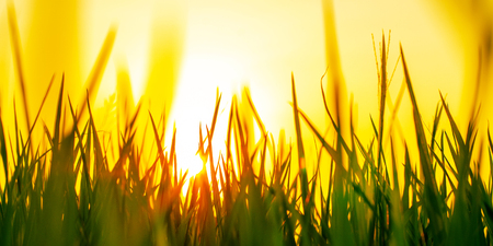 Lush green rice field and sunset, In Asia (organic)の写真素材