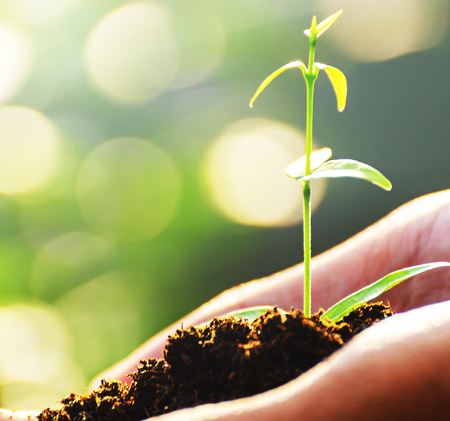 Male hands holding soil and plant, closeupの写真素材