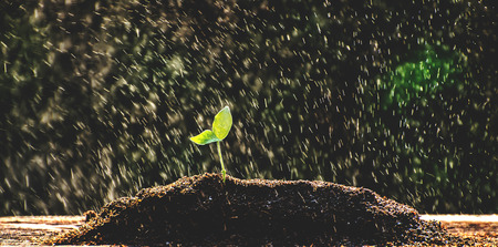 The seedling are growing from the rich soil to the morning sunlight that is shining, ecology concept.の写真素材