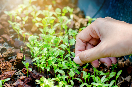 Hands holding a green young plantの写真素材