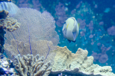 Coral Reef and Tropical Fish in Sunlight. Singapore aquariumの写真素材