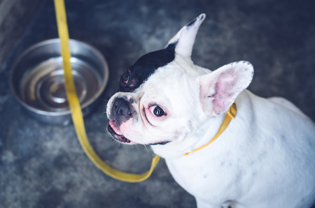 Dog French Bulldogの写真素材