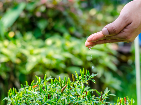 Hands of farmer growing and nurturing tree growing on fertile soil with green and yellow bokeh background / nurturing baby plant / protect natureの写真素材