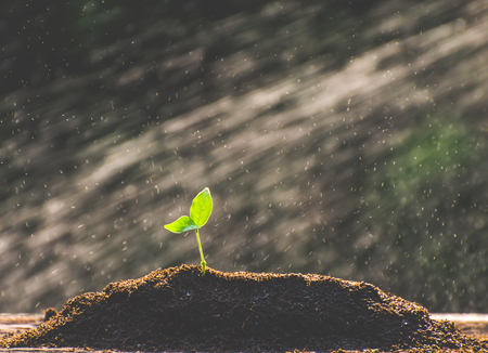 The seedling are growing from the rich soil to the morning sunlight that is shining, ecology concept.の写真素材