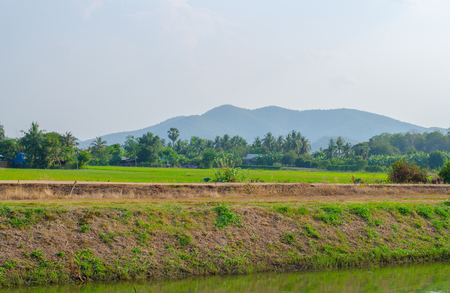 Lush green rice field and sunset, In Asia (organic)の写真素材