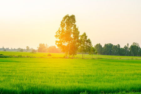 Lush green rice field and sunset, In Asia (organic)の写真素材
