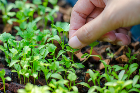 Hands holding a green young plantの写真素材