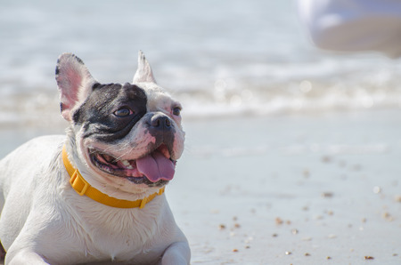 french bulldog stand on the sand beachの写真素材