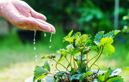 Hands of farmer growing and nurturing tree growing on fertile soil with green and yellow bokeh background / nurturing baby plant / protect natureの写真素材