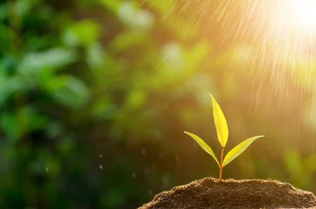 The seedling are growing from the rich soil to the morning sunlight that is shining, ecology concept.の写真素材