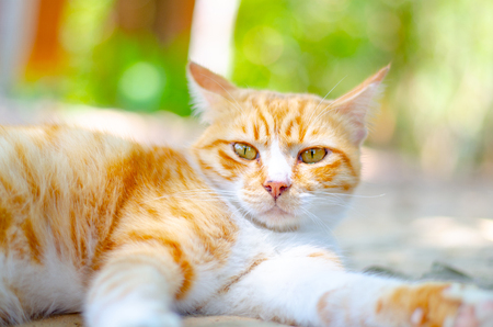 white kitty cat on floorの写真素材