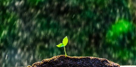 The seedling are growing from the rich soil to the morning sunlight that is shining, ecology concept.の写真素材