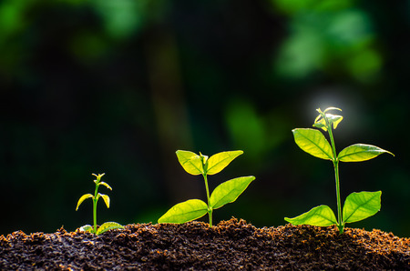 The seedling are growing from the rich soil to the morning sunlight that is shining, ecology concept.の写真素材