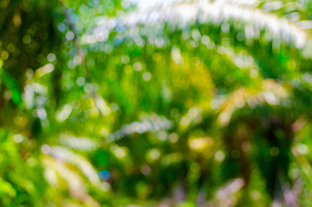 Blurred park, vibrant green natural background (background, nature, blur)の写真素材