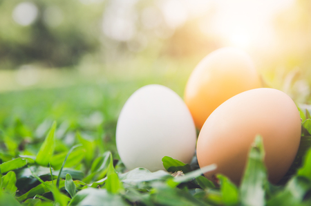 Easter eggs on green grass. Spring holidays conceptの写真素材