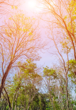Forest with sunlight. The sun rays through branches of treesの写真素材