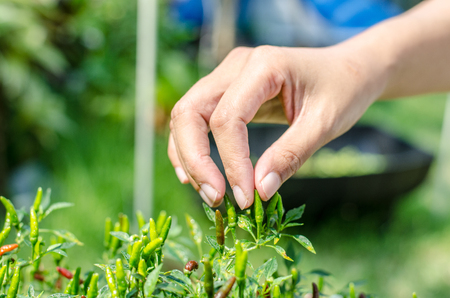 Agriculture harvest green Chili in farmの写真素材