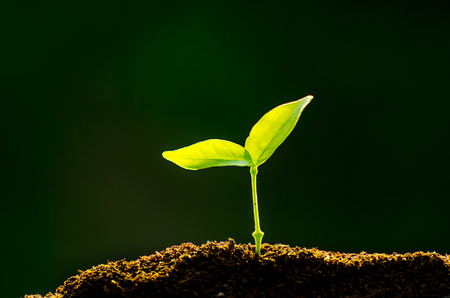 The seedling are growing from the rich soil to the morning sunlight that is shining, ecology concept.の写真素材